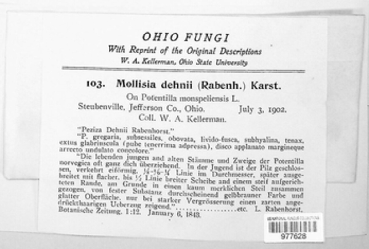 Leptotrochila dehnii image